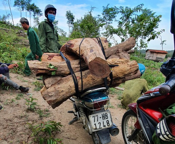 Phá rừng bảo tồn Ea Sô: Cần điều tra đầu nậu, cắt cung- cầu gỗ lậu (18+19/09/2021)